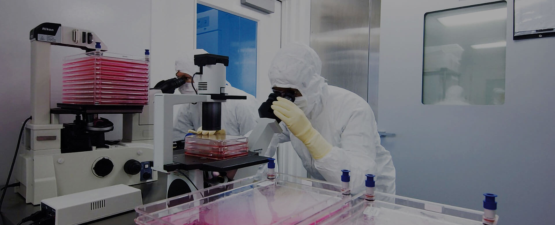 Expanded stem cells, a new study confirms clinical usefulness